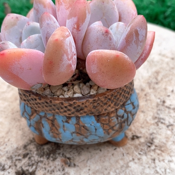 月桂带盆土来桩多肉