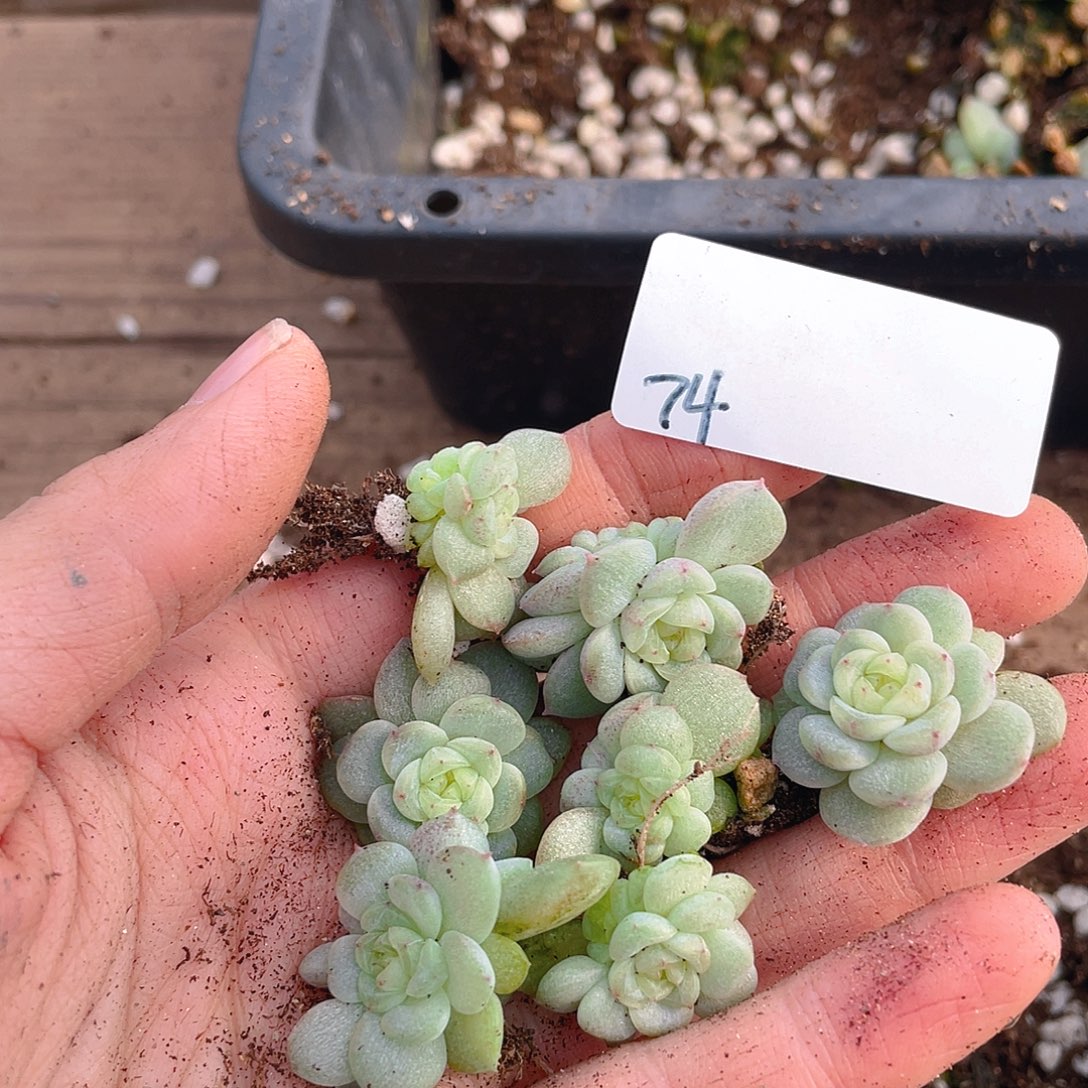 多肉植物多肉植物74