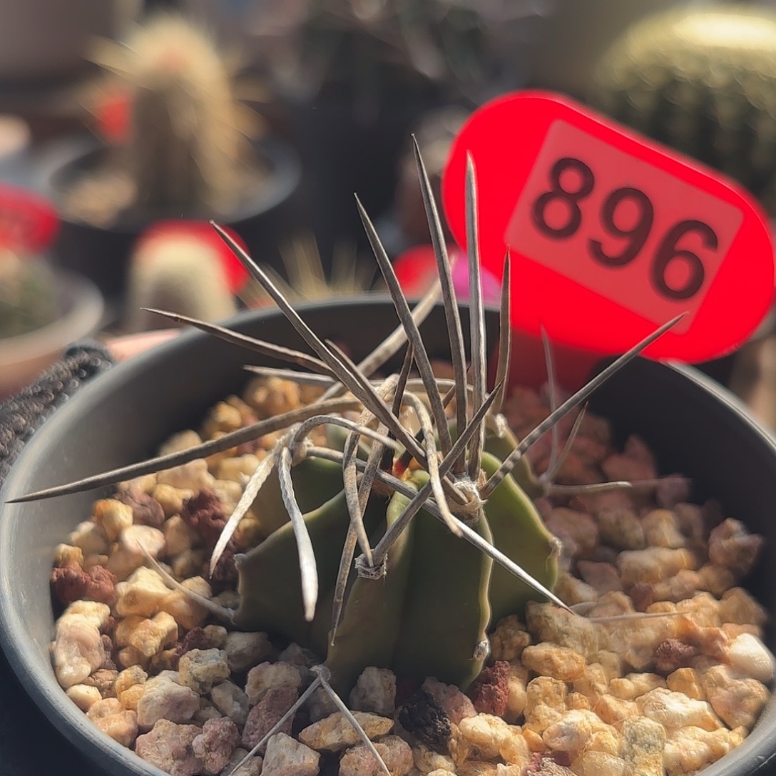 仙人球实生水牛角