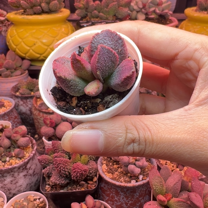 风***尾吉祥如意的大长腿和