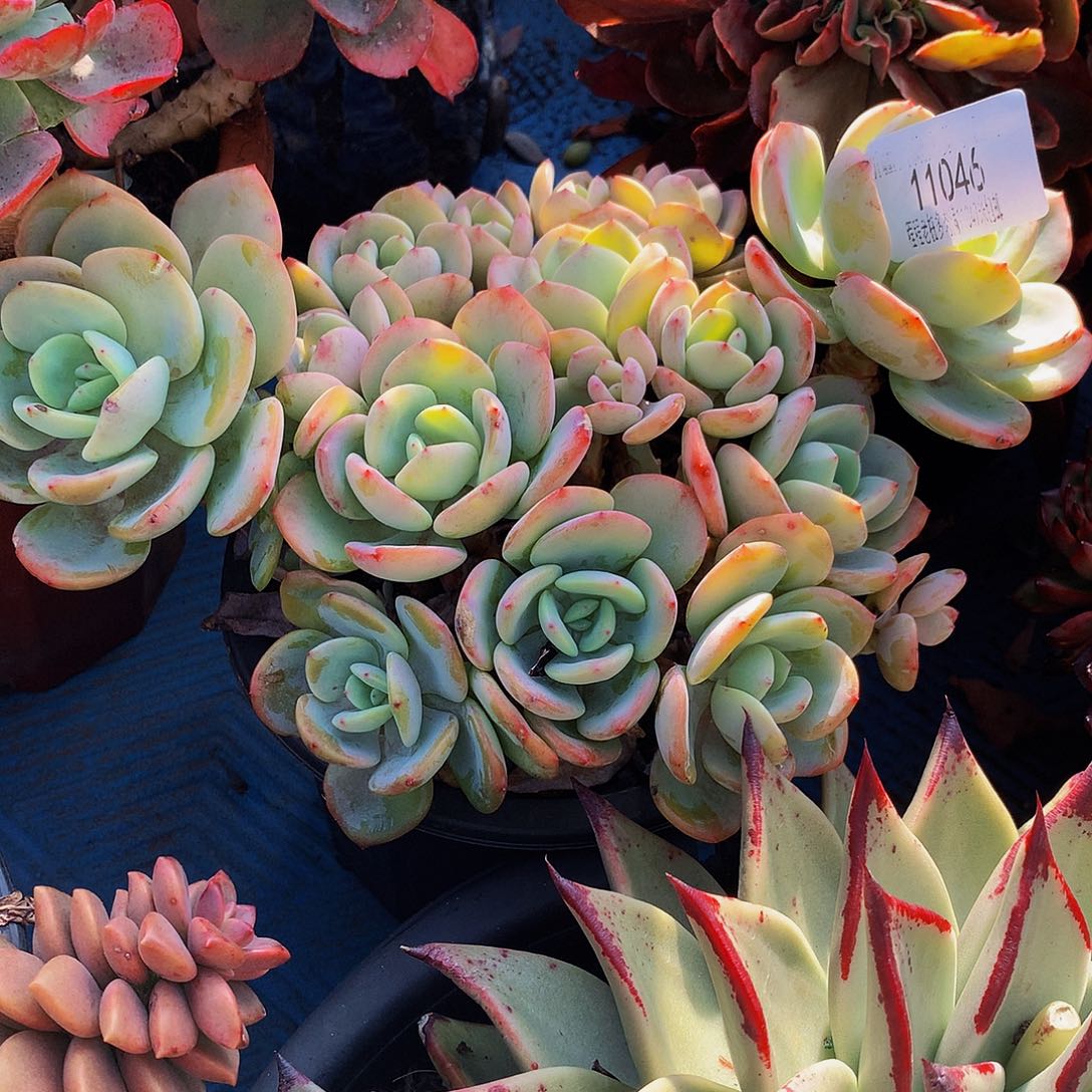 麻***郭白月光11046多肉多肉鱼