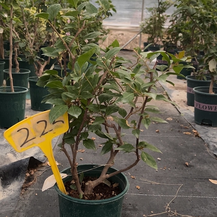 当前无花栽培后可以开花金发女郎 原生小树头225