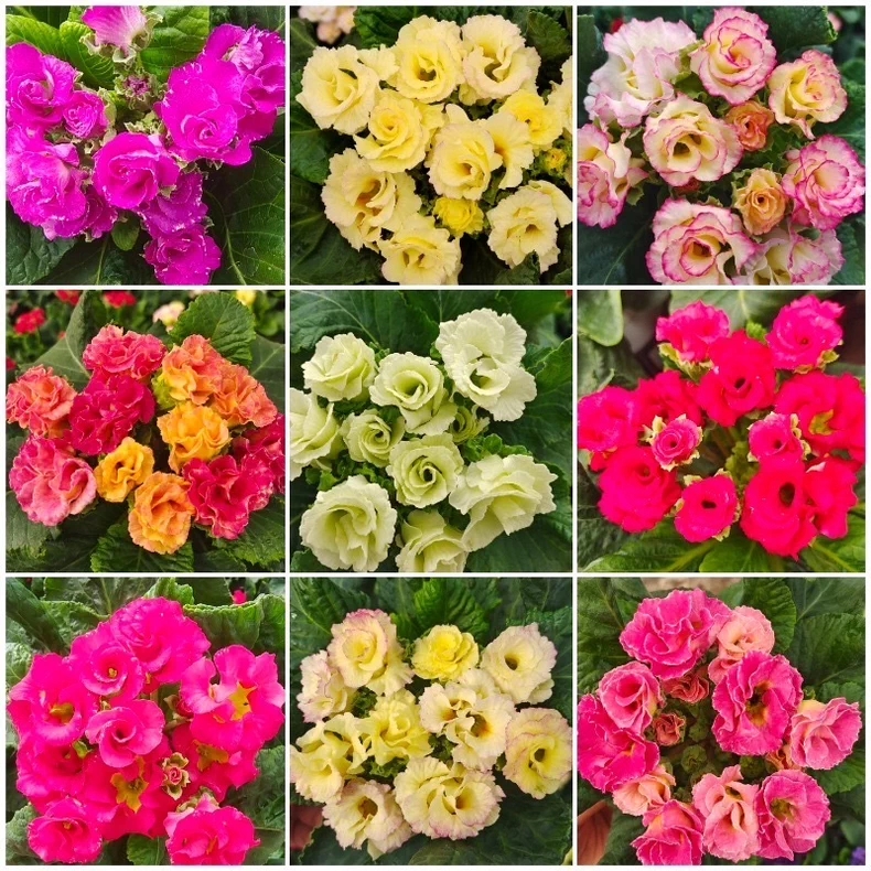 报春花欧洲报春玫瑰报春盆栽苗带花发货耐寒室内阳台花期长好养