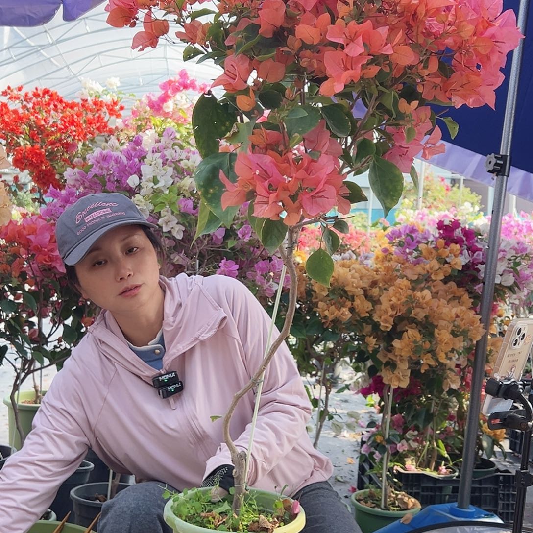 a***e大部分花苞少量开放K32波妹