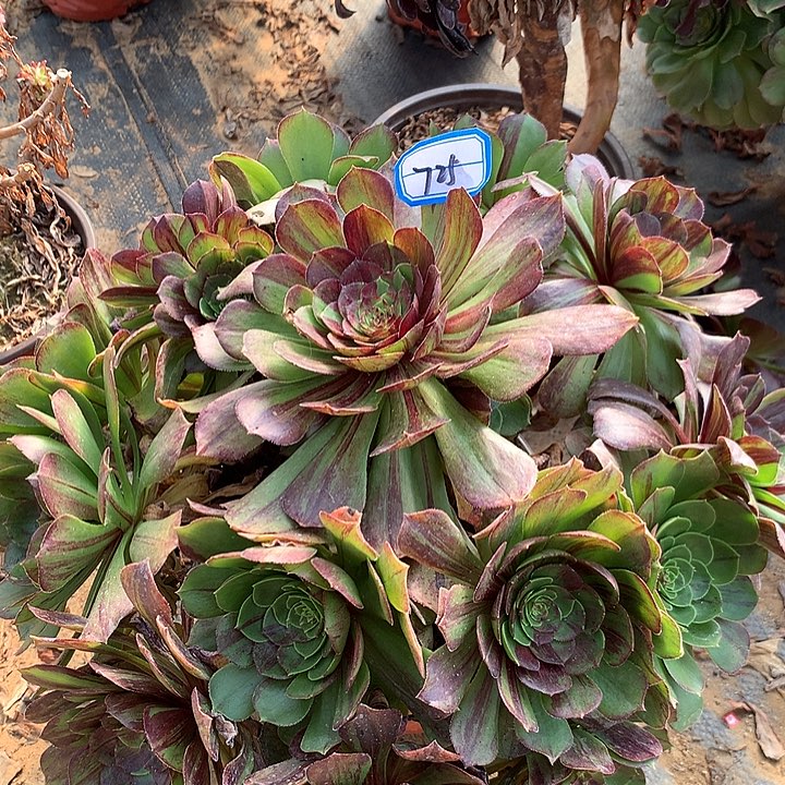 花月夜多肉植物725