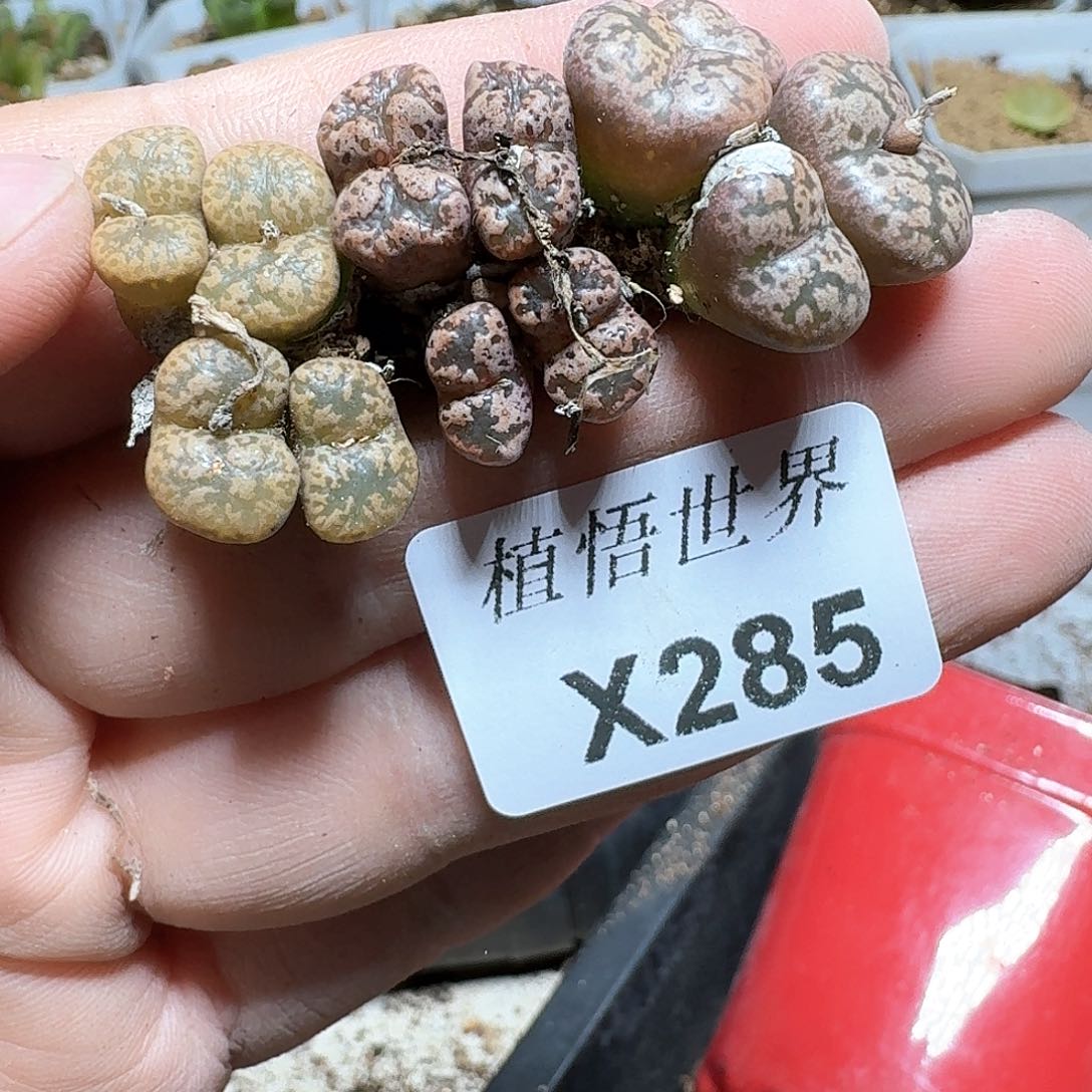 287盒多肉植物哇c g