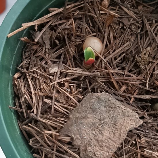 无花朵特色花卉君子兰小苗君