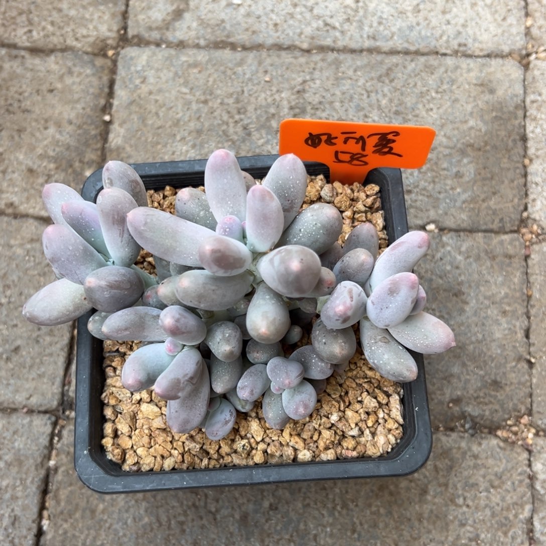 好***啊米可奶1111111111111111