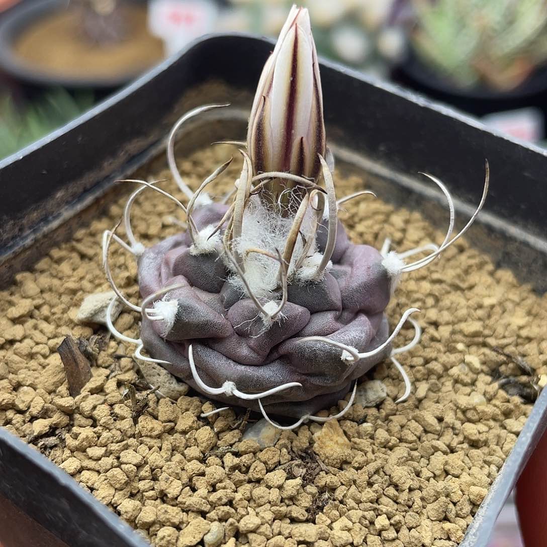 实生紫皮乌城丸娇丽仙人球多肉