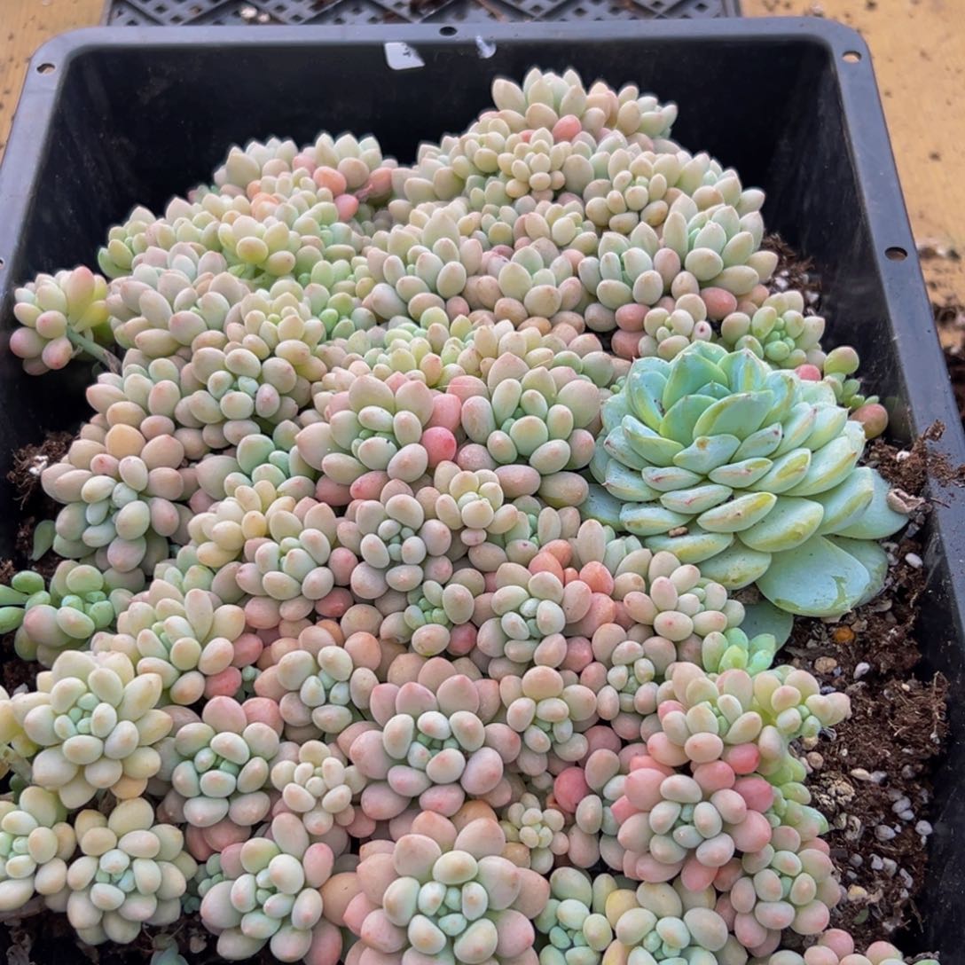 119大热的小伙伴们快去多肉植物