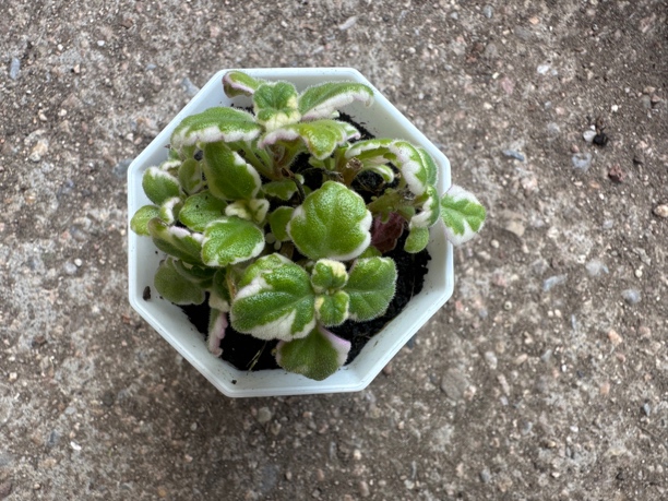 多肉植物  香妃草锦满12.9包邮