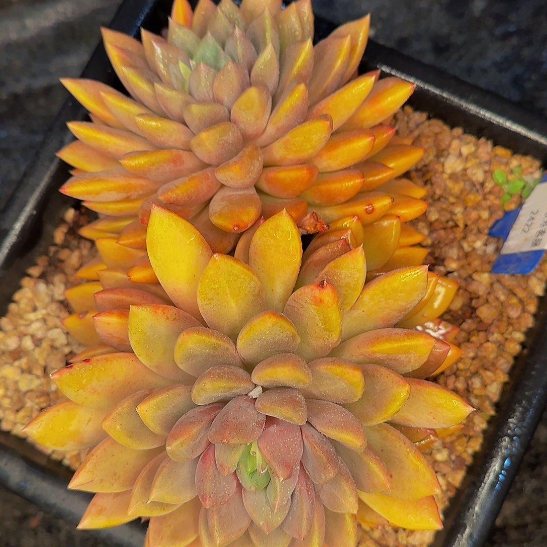 蓦*～啦啦啦啦啦咯哦我哦哦