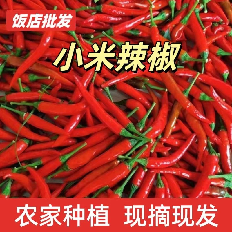 特辣新鲜魔鬼红辣椒辣椒朝天椒指天椒现摘批发小米辣鲜椒新鲜爆辣