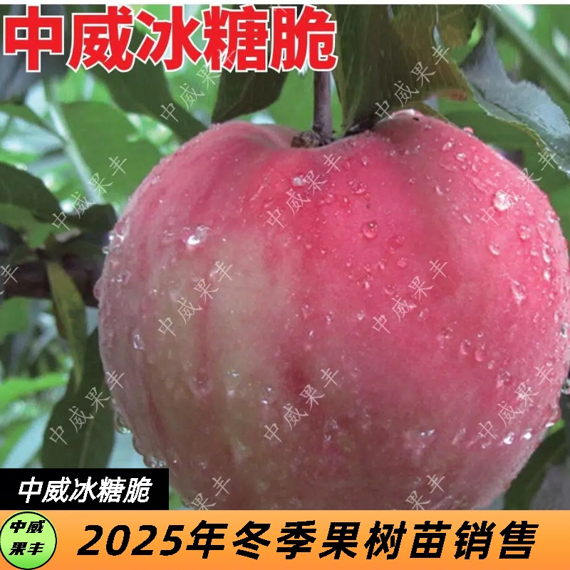冰糖脆晚熟红毛桃 10月上旬成熟 市场占有率小不裂果脆甜可口