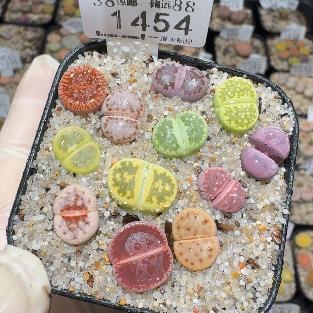 Zzz逛逛小黄车1454