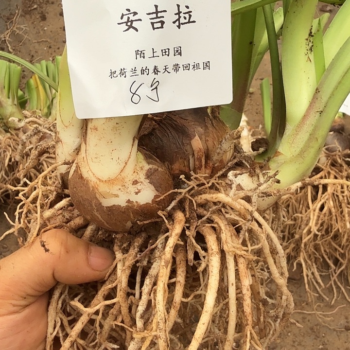 安吉拉红脖子8号朱顶红