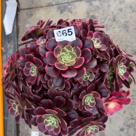 665金丝雀30厘米左右