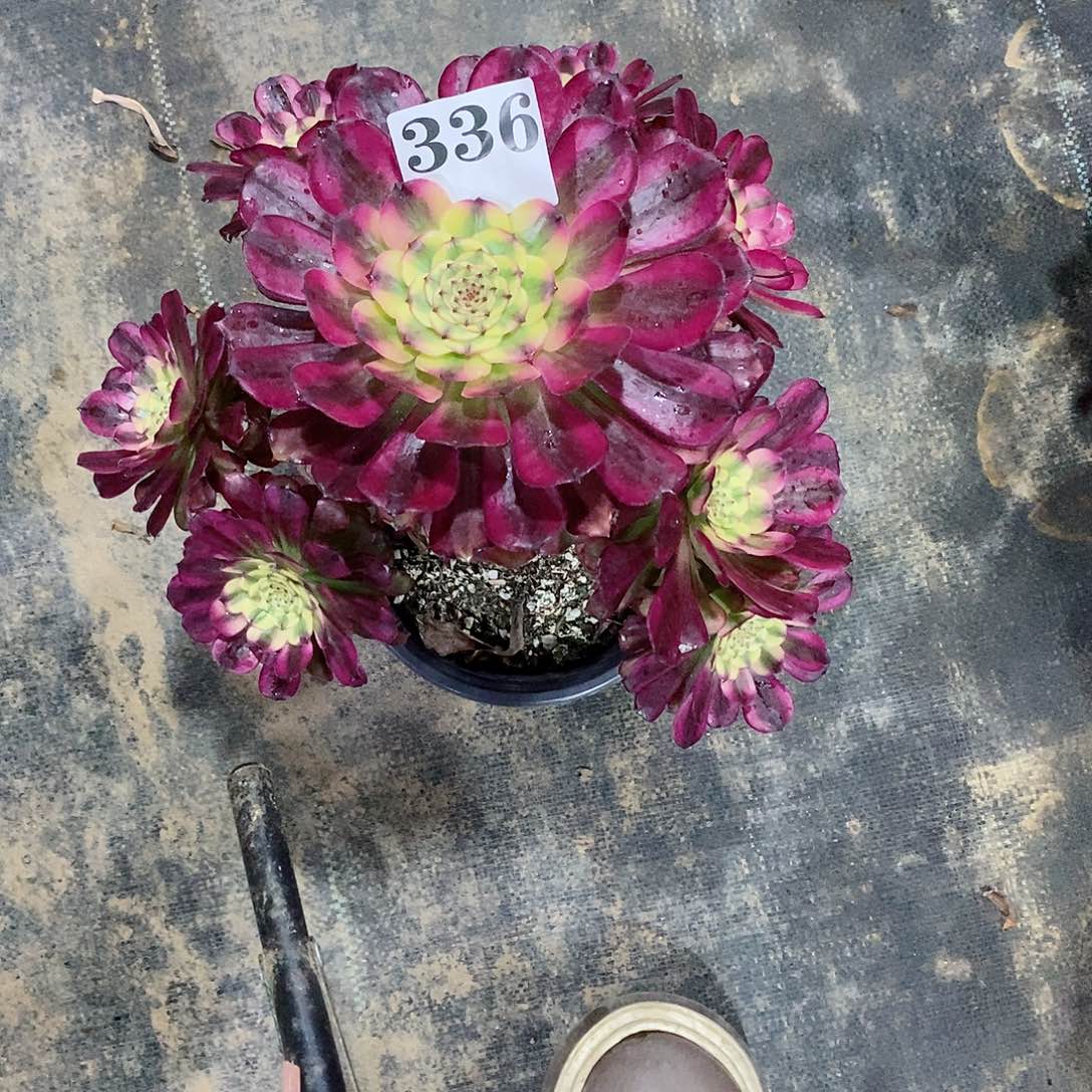 维娜斯336多肉法师