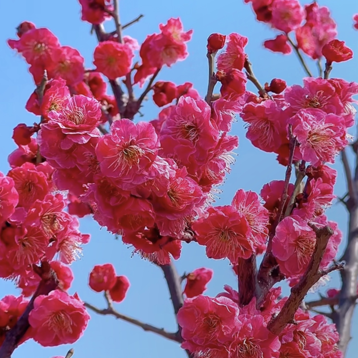 【20年老桩骨里红】梅花朱砂梅耐寒盆栽苗造型盆景阳台庭院当年开花