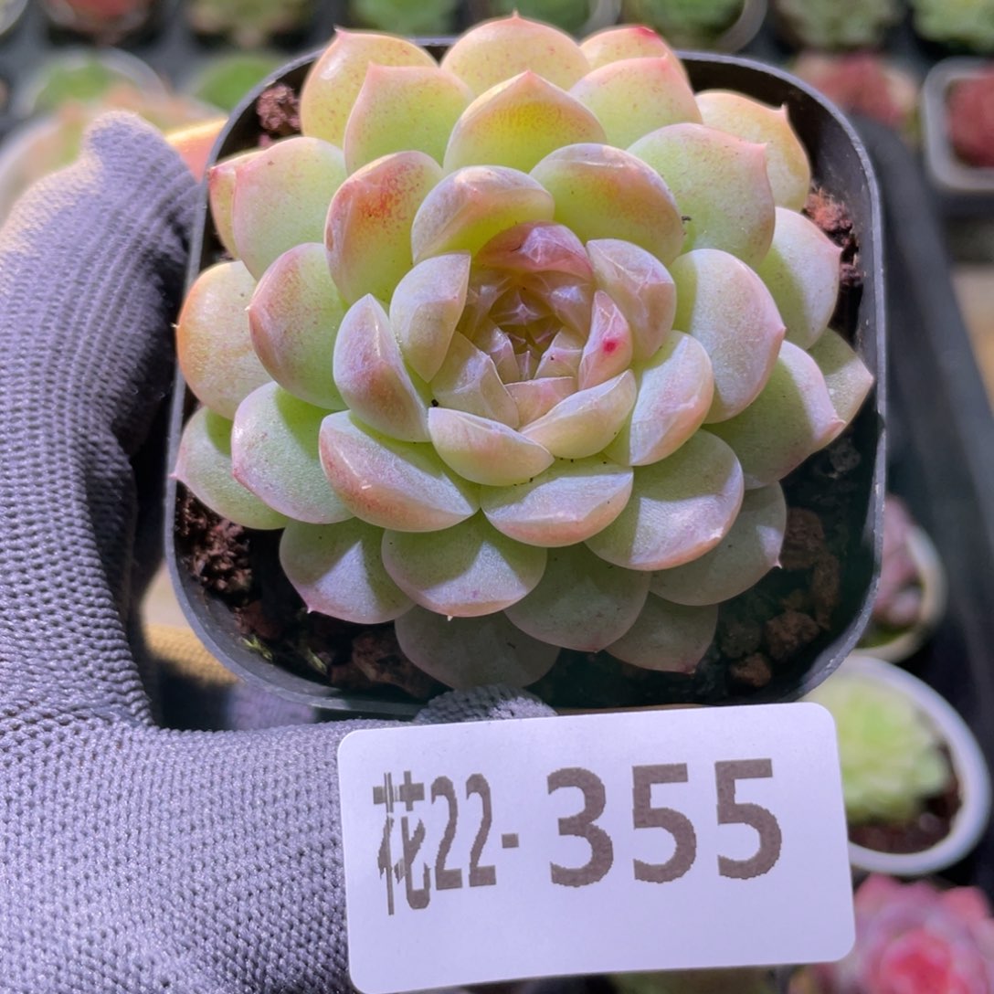 花利美22-355新品