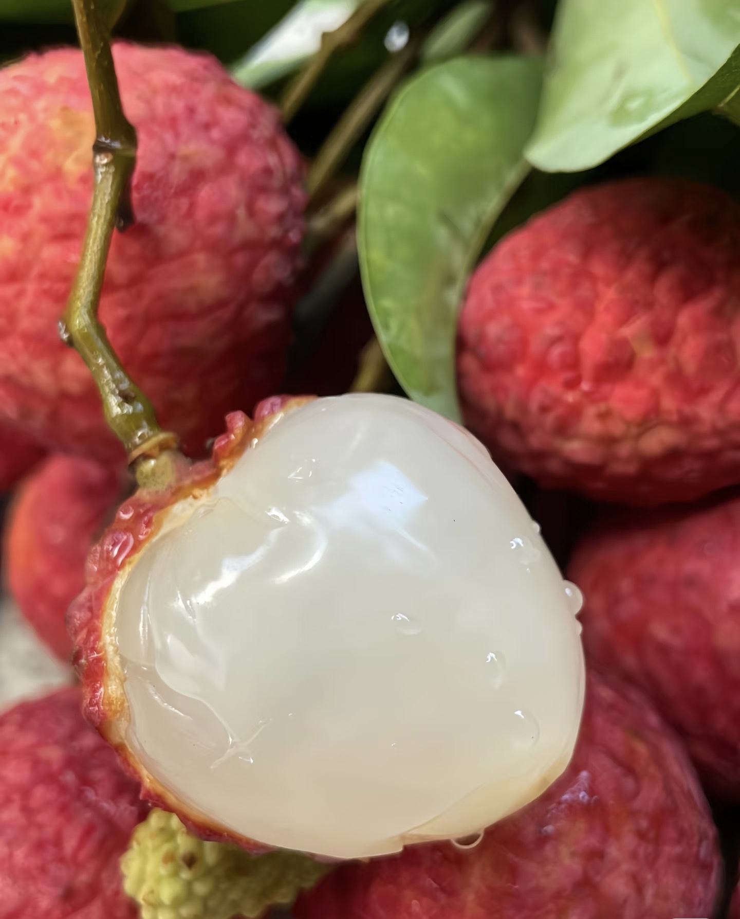 桂味6.6米正宗老树桂味现摘荔枝新鲜广东纯甜桂味