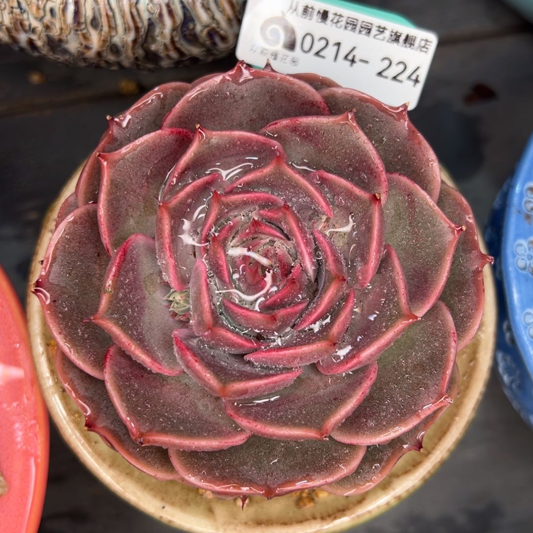 从前慢多肉精选编号0214.224