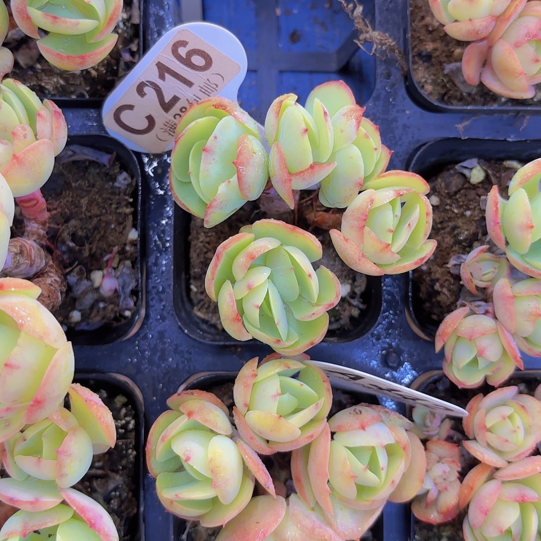 C216鸡蛋碧桃一物语拍