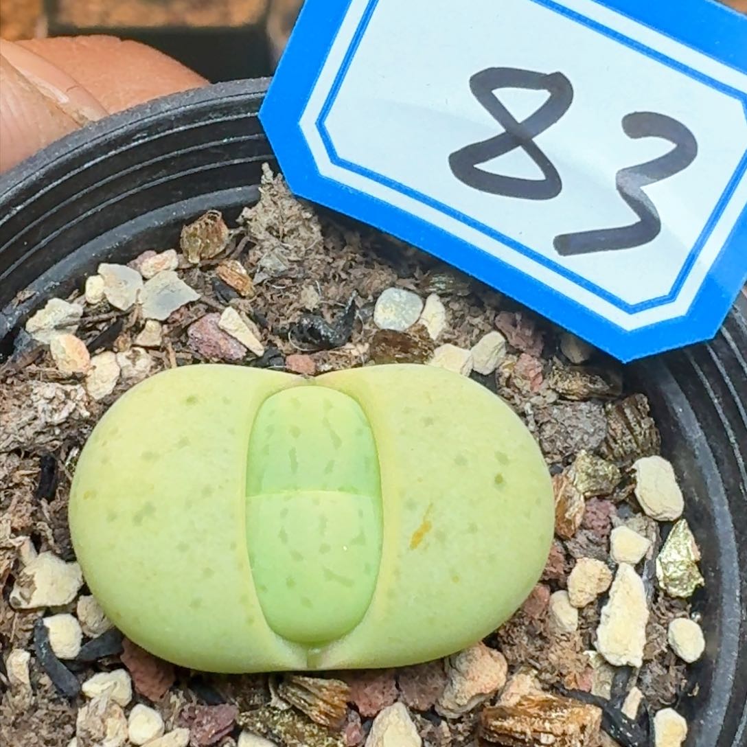 绿灵耀带盆土发货