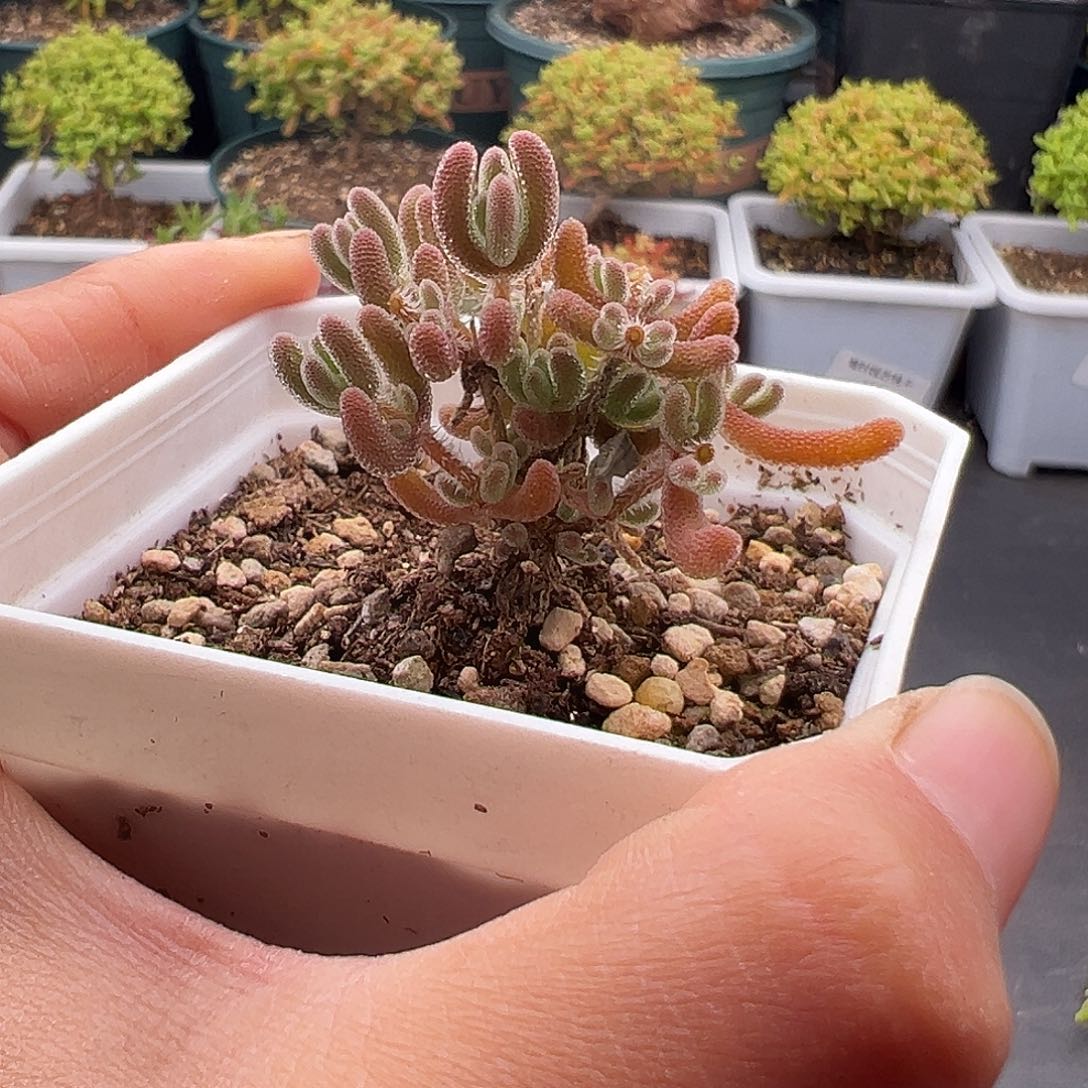 307号红叶11.23多肉