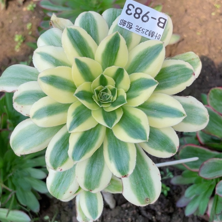 983绿珀多肉12345678