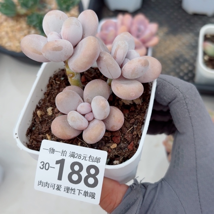 奶酪多肉多肉植物多肉多肉多