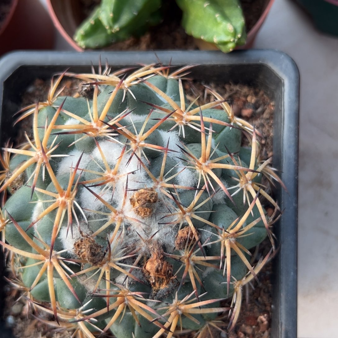 天司雪顶象牙。 随机一颗 