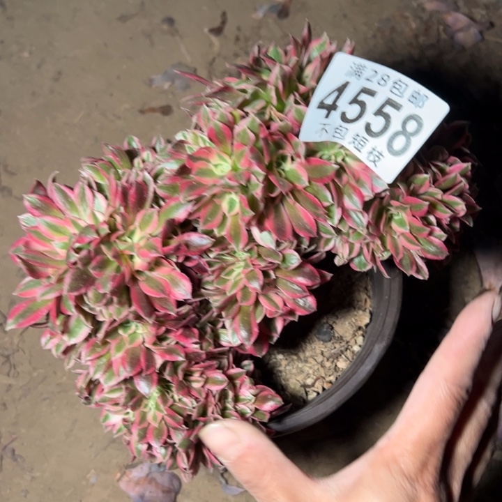 红女巫缀4558多肉植物有伤