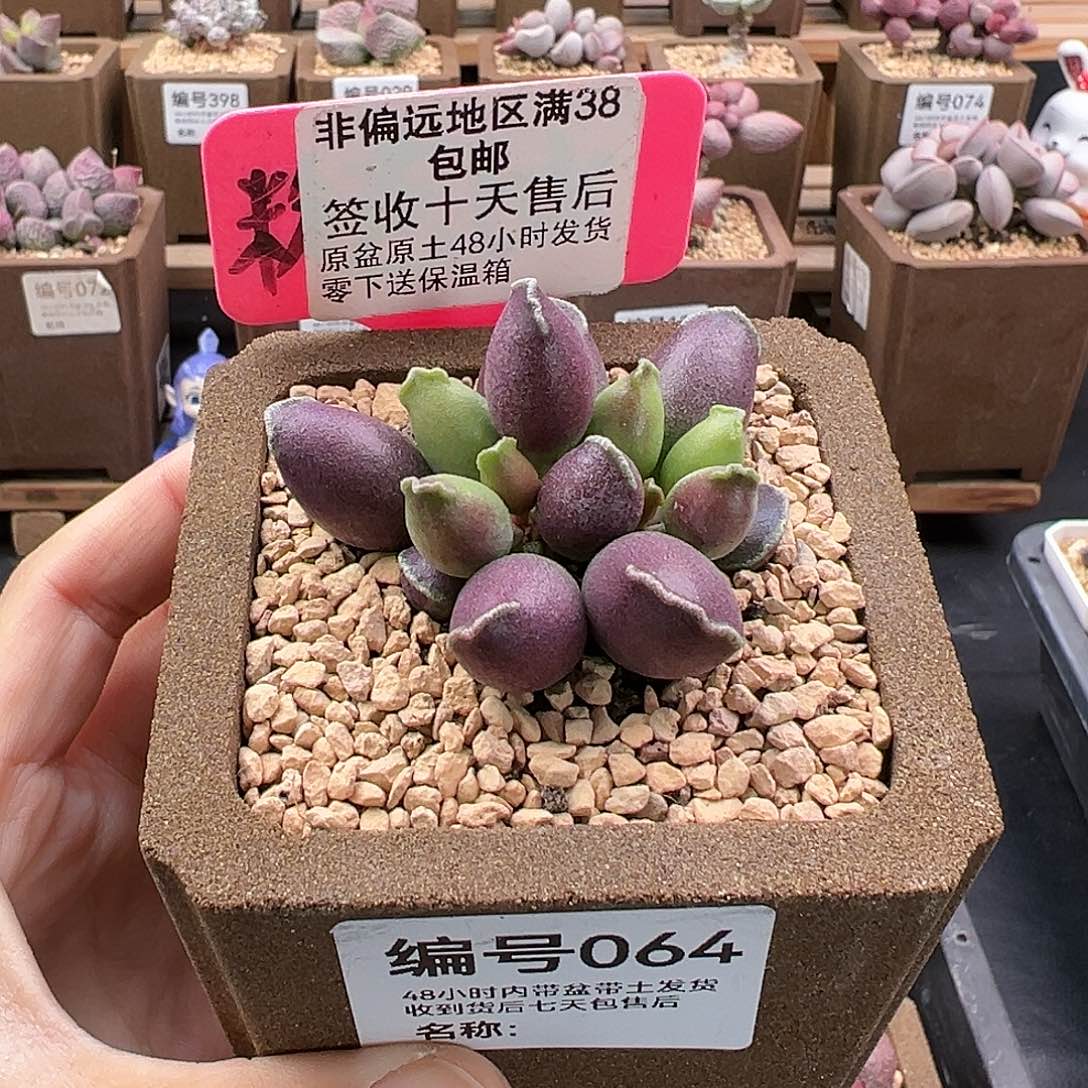 064紫肌海豹三代多肉
