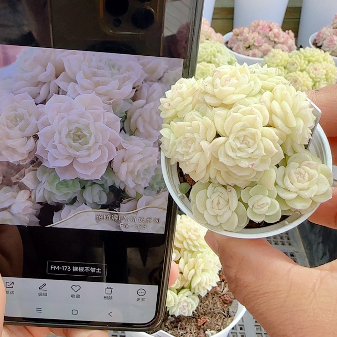 0103-28（fm-173）优选