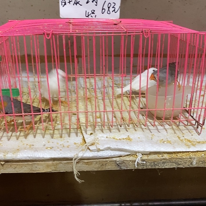 文鸟小*阳珍珠白加灰，包活到家