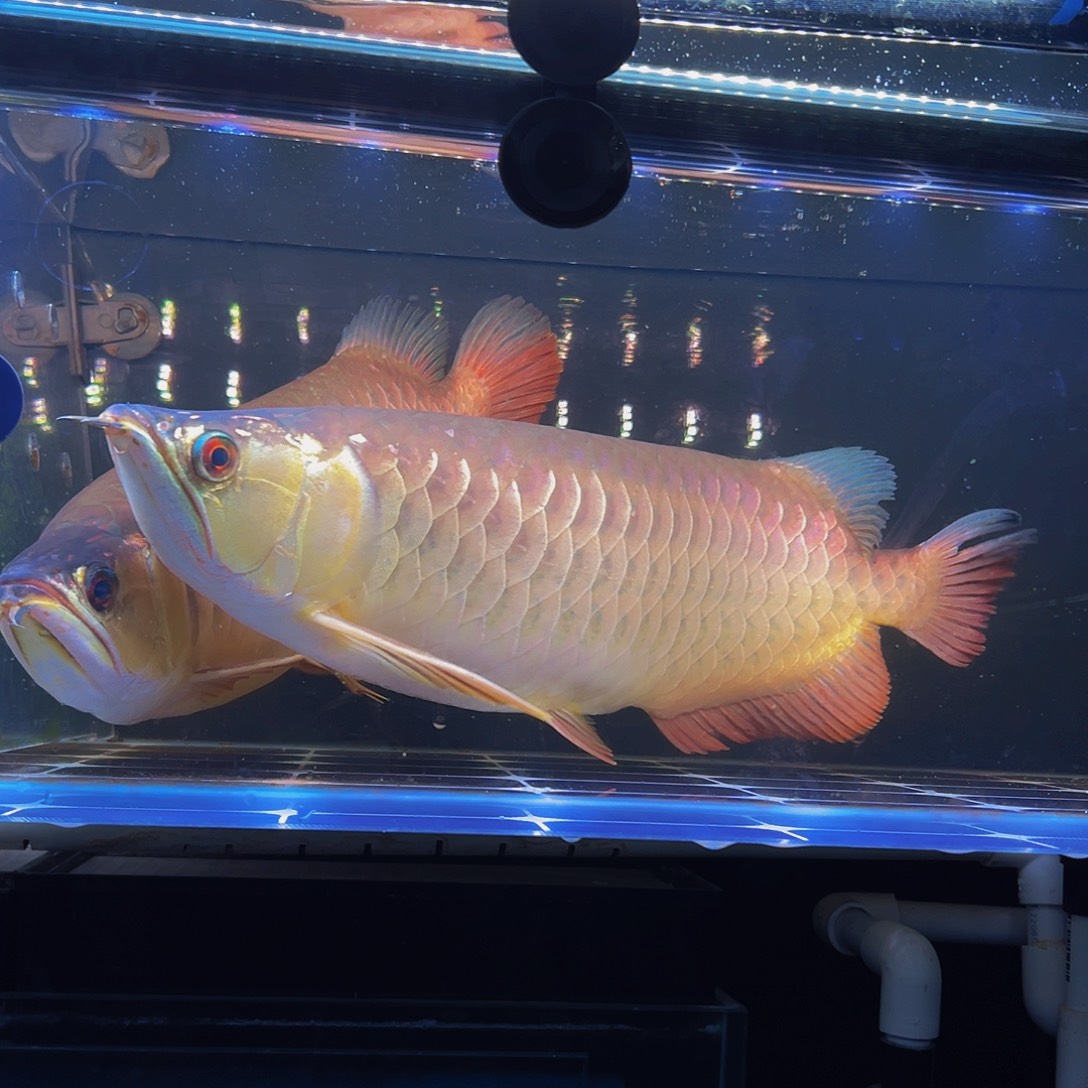 6***3海水鱼观赏鱼热带鱼金龙