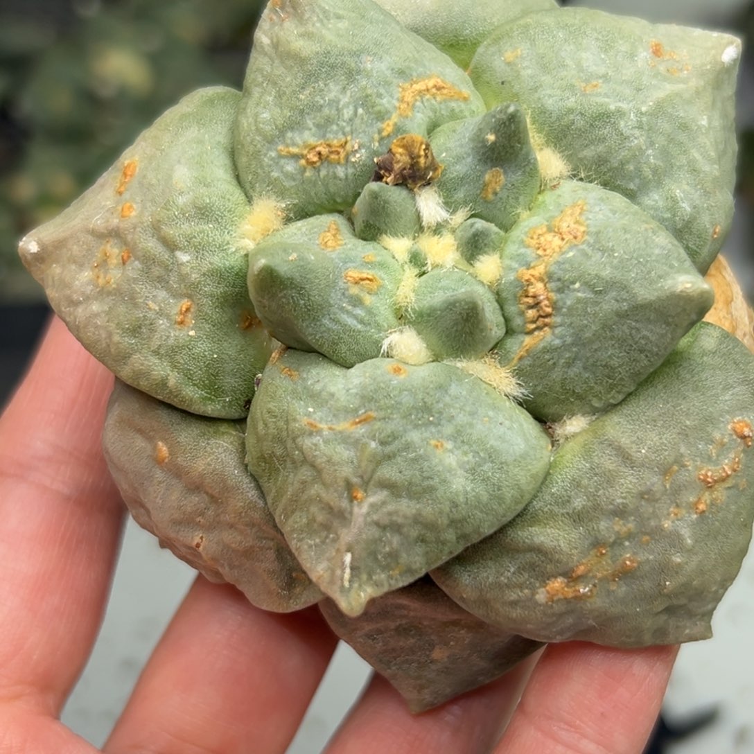 135、仙人球的世界里有