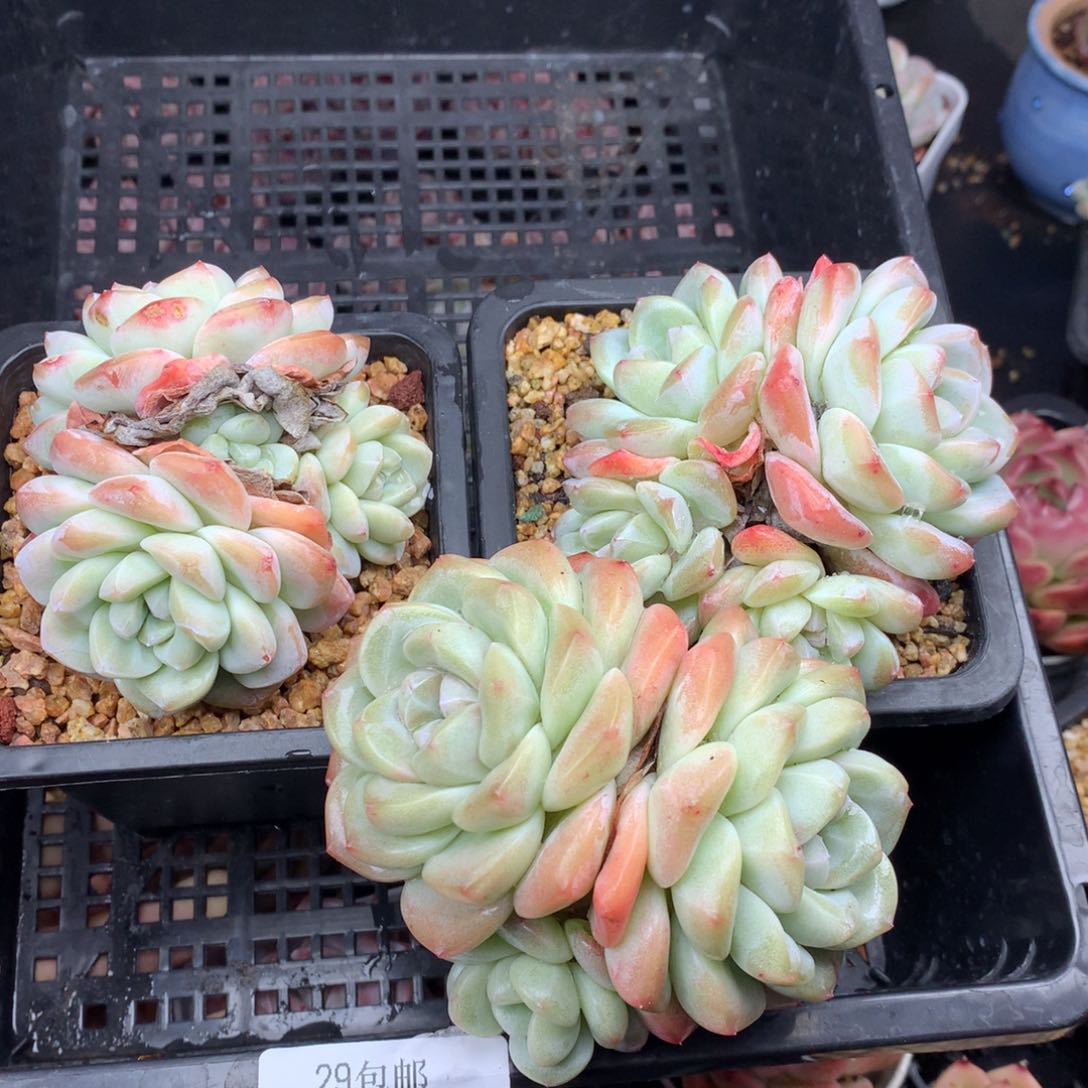 0128-07 精控老桩冰玉三颗