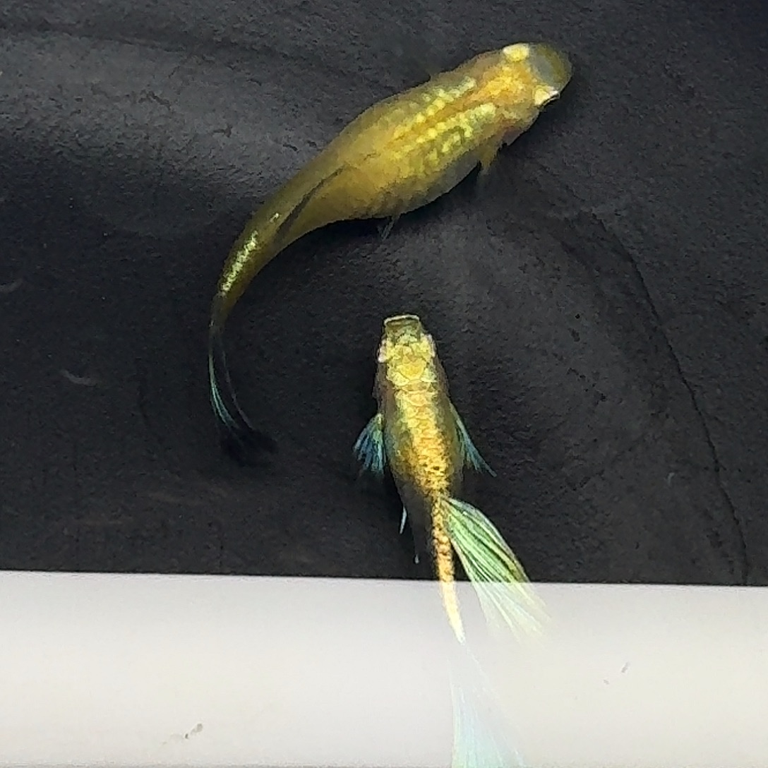 孔雀鱼黄化蓝礼服欧翼1对