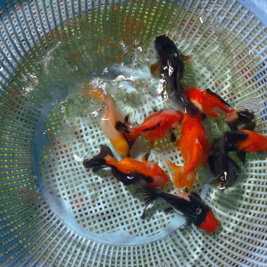 海水鱼花泰狮金鱼34