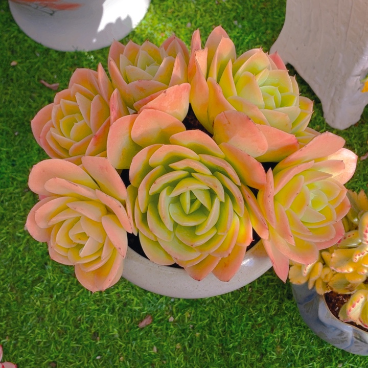 谢谢你的支持0000045