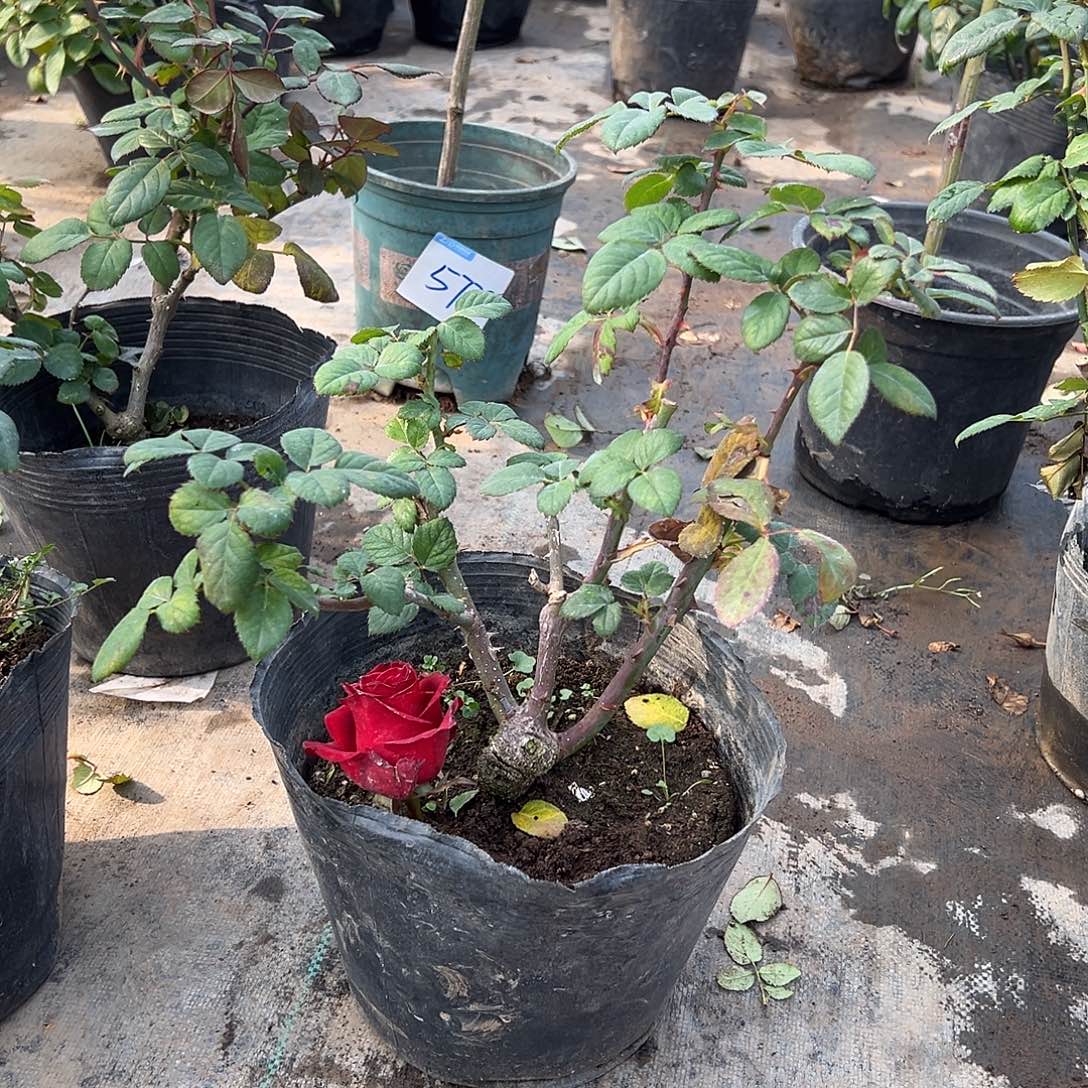 当前无花栽培后可以开花