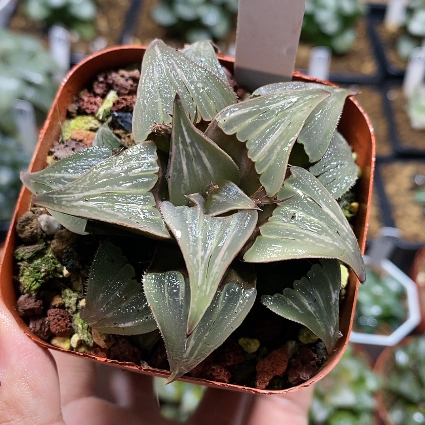 【闪购商品】243泉水