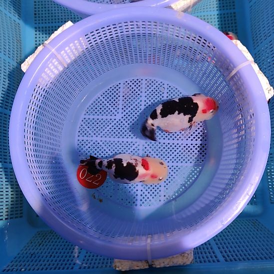 君***兰金鱼022兰寿两只特价顺丰包邮