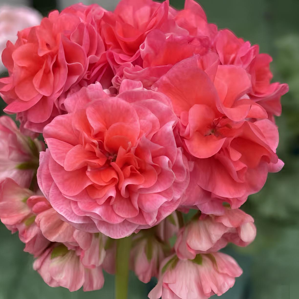 【索尔维格】高端新品直立天竺葵 超重瓣大花品种 （无花苞 包对版）