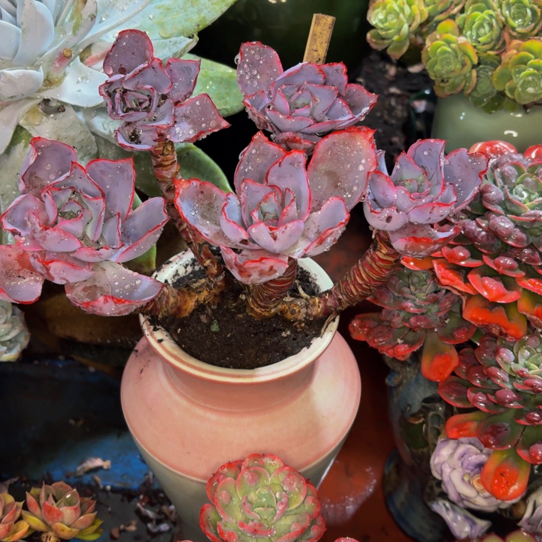 光***狂老桩精品肉肉肯尼迪