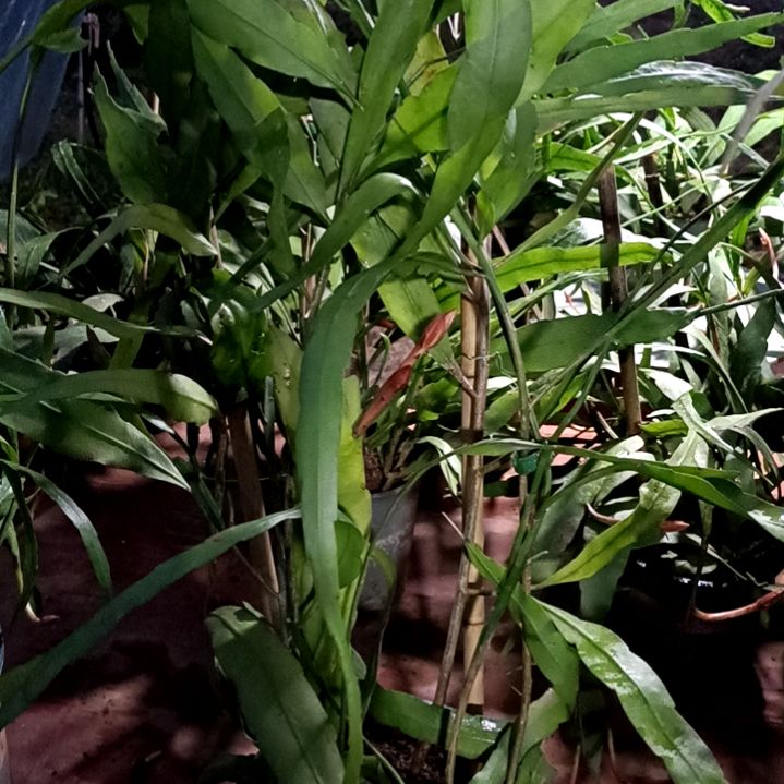 完全开放小叶昙花一现非常好养的室内阳台庭院能！