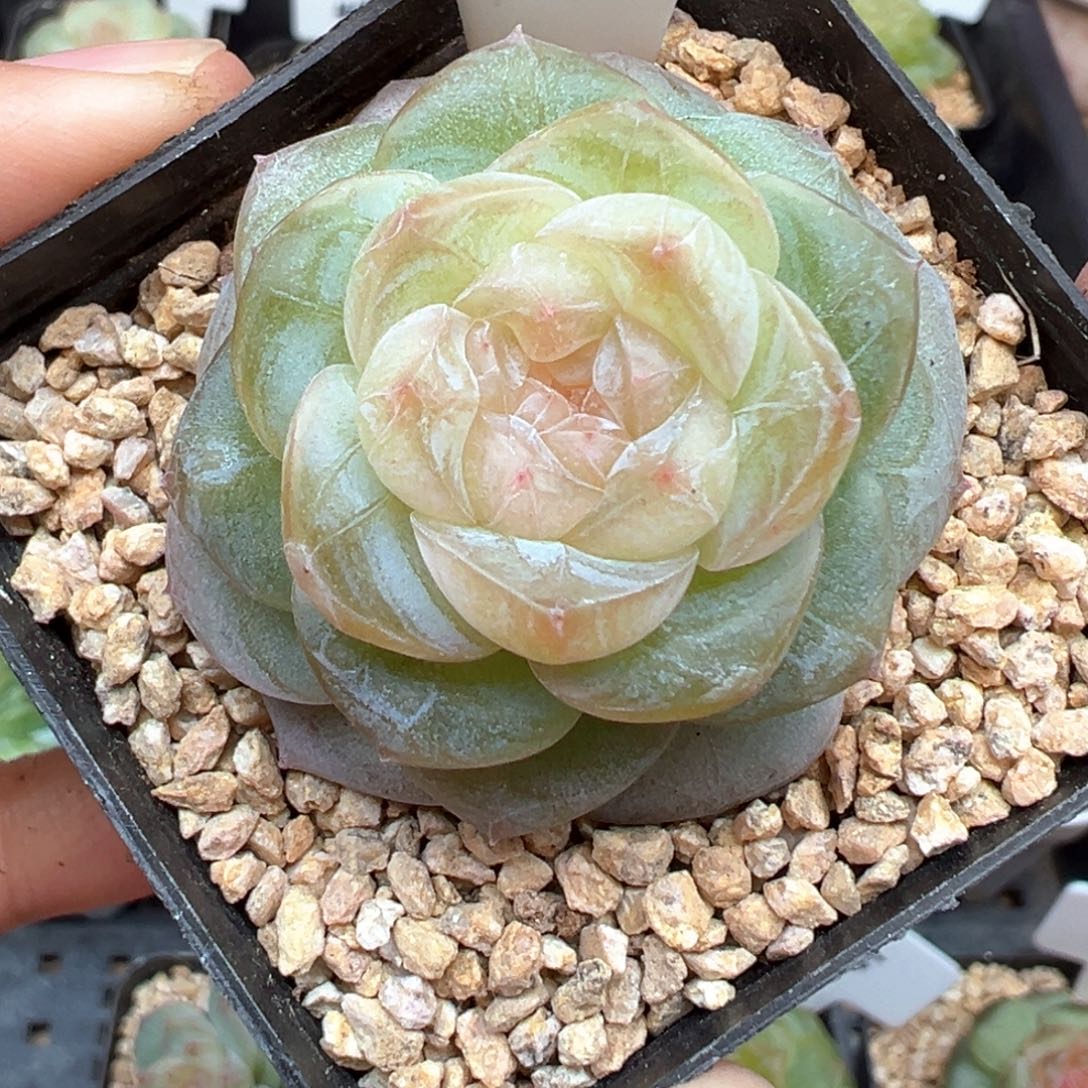 144号星月风花雪月系