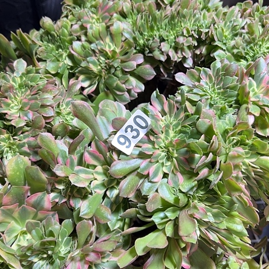 瑞***多肉植物一个香非930